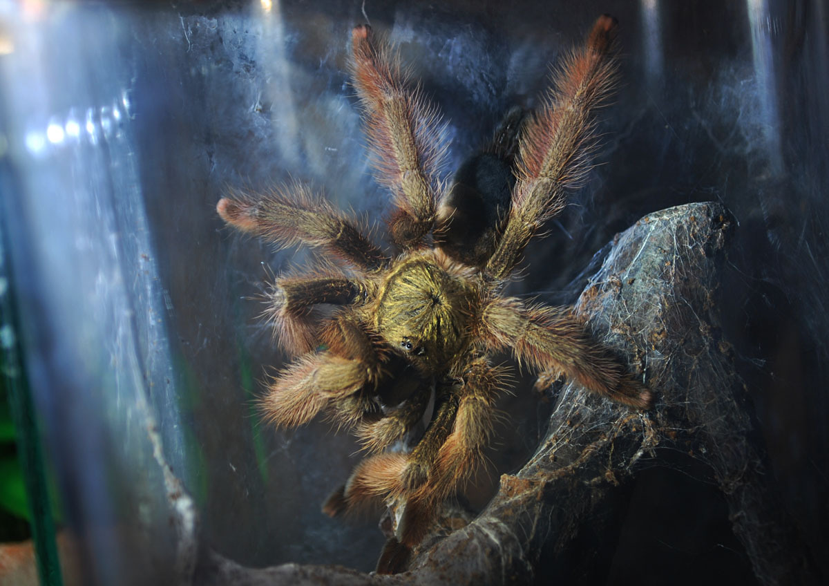 My furry friends and Arachnophobia. - My, Spider, Arachnophobia, Exotarium, Tarantula, Bird spiders, Longpost