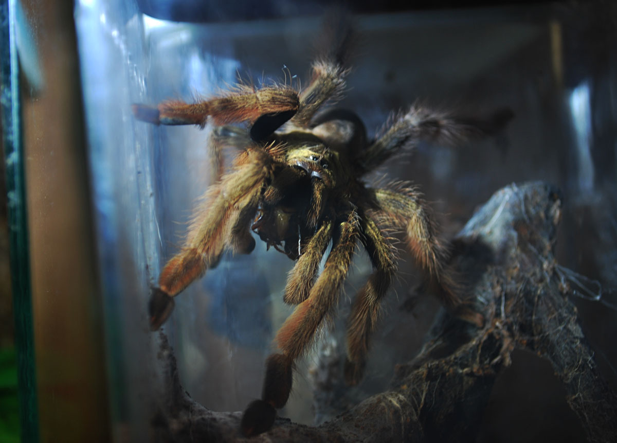 My furry friends and Arachnophobia. - My, Spider, Arachnophobia, Exotarium, Tarantula, Bird spiders, Longpost