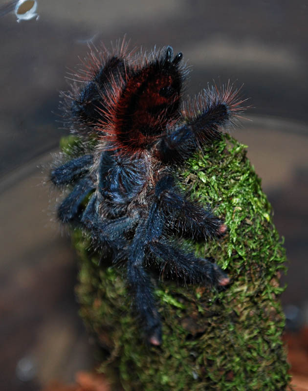 My furry friends and Arachnophobia. - My, Spider, Arachnophobia, Exotarium, Tarantula, Bird spiders, Longpost