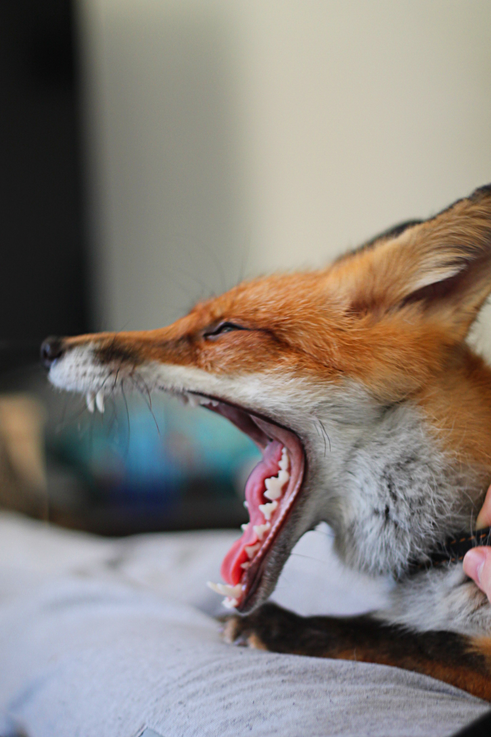 Good morning! - My, Sonya the domestic fox, Domestic fox, Fox, Fox, Good morning, Longpost