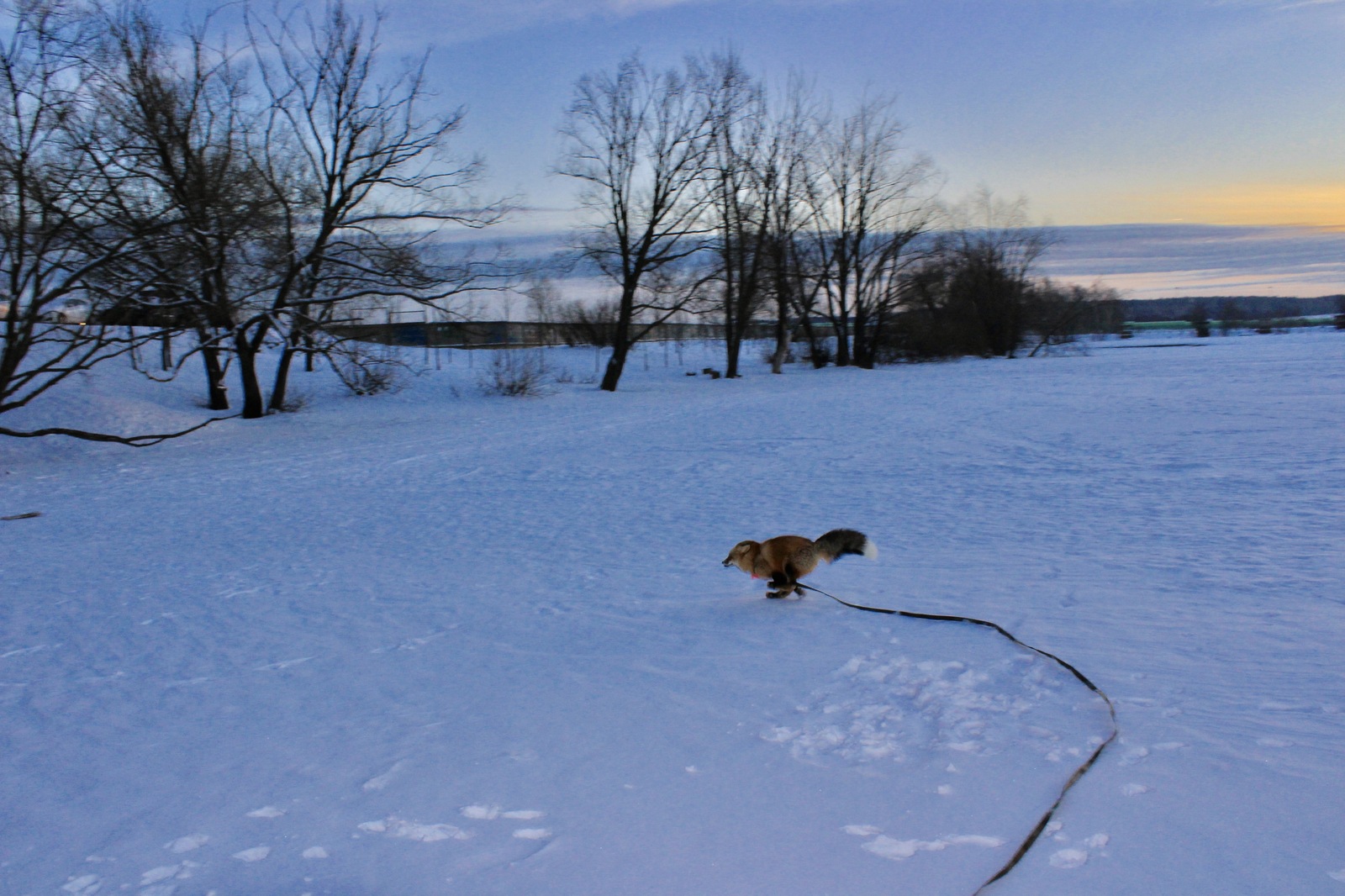 It's -35 outside, but Diego doesn't care - My, Fox, Domestic fox, , Winter, Snow, freezing