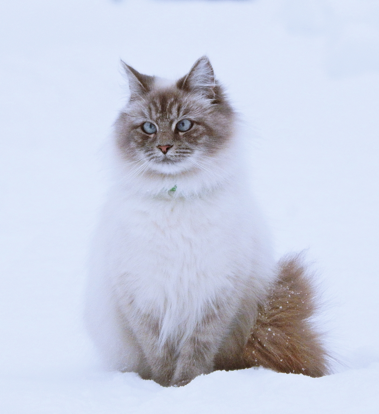 cat snowman - cat, Snow