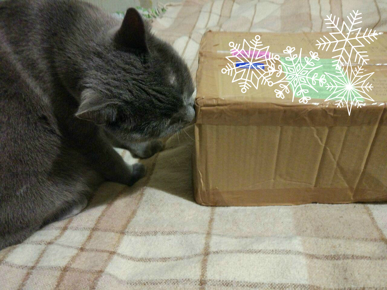 Here comes my secret santa - My, Secret Santa, New Year's gift exchange, Presents, Lithuania, Russia, Falkor, Longpost