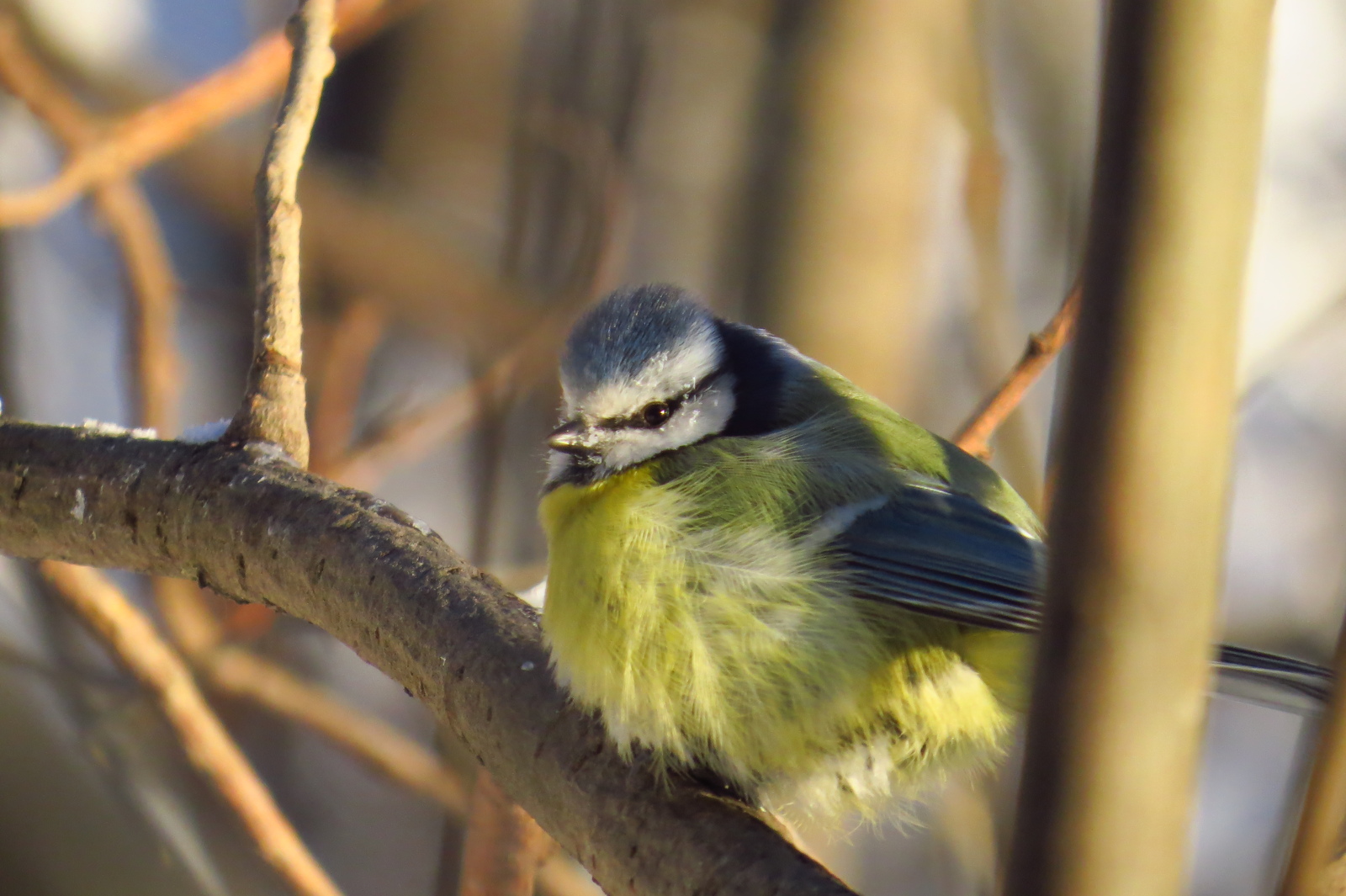 Colored down balls - My, , Tit, Birds, freezing, Winter, Forest, , Longpost