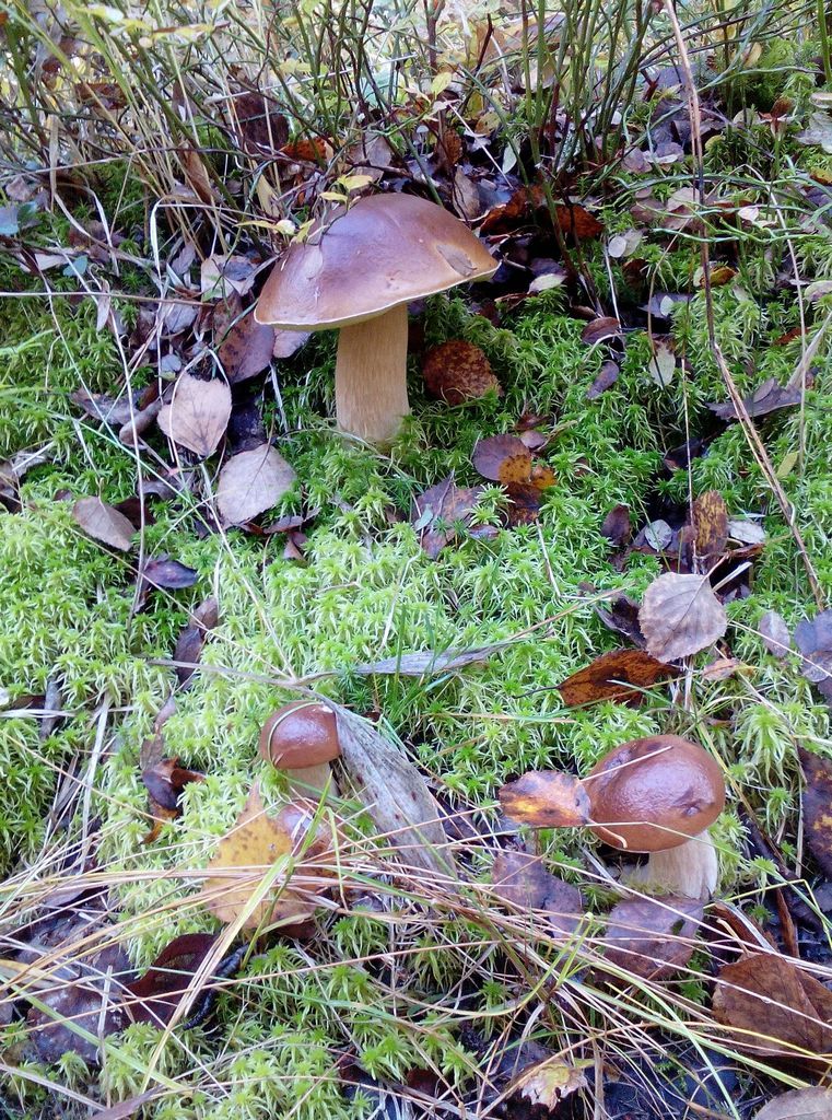 disguise in nature - My, Disguise, , Mushrooms, Nature, Animals, Travels, Longpost