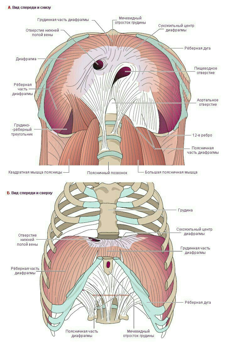 Диафрагма | Пикабу