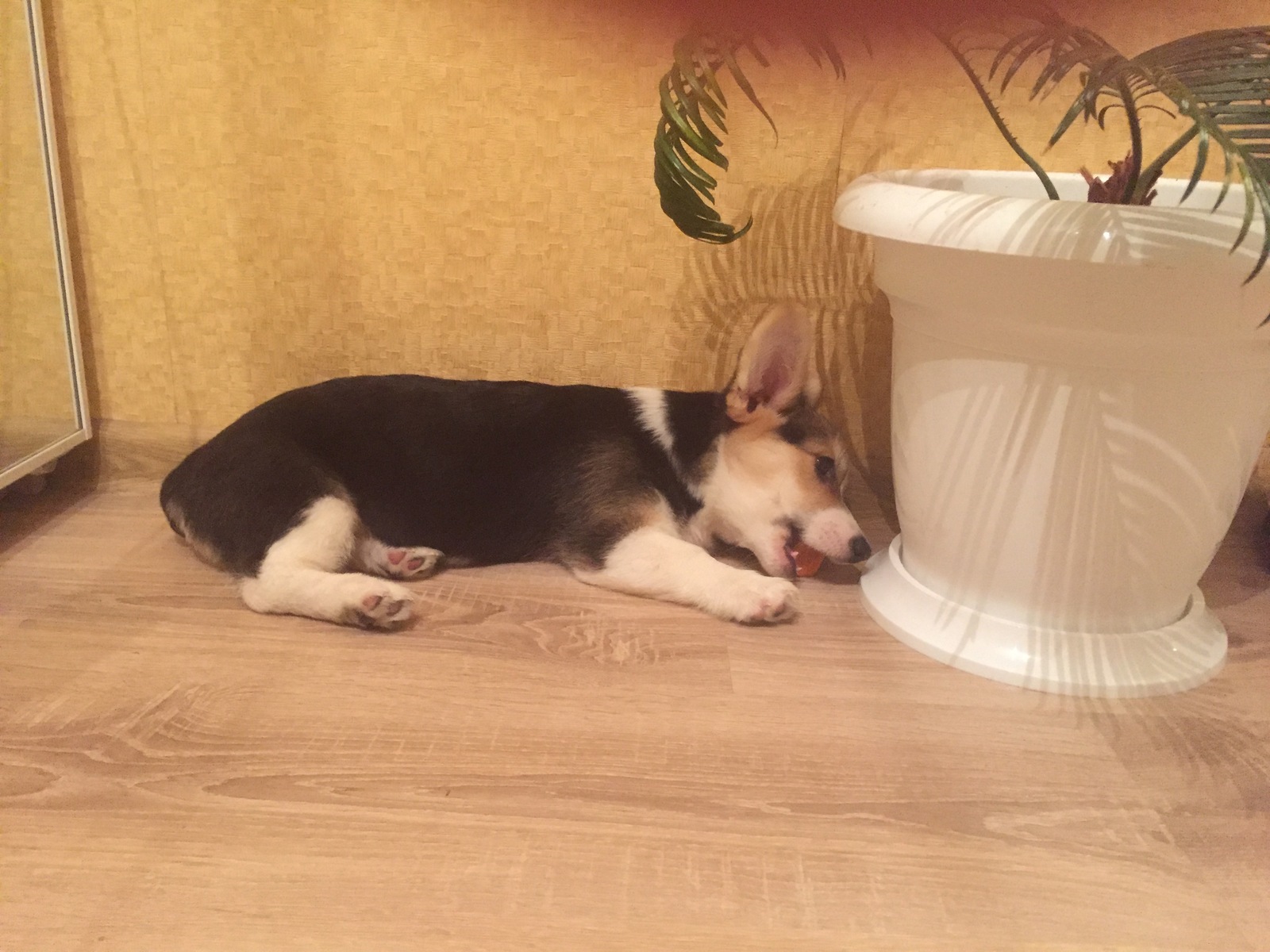 And I have a dog! - My, Dog, Welsh corgi pembroke, Corgi, Longpost