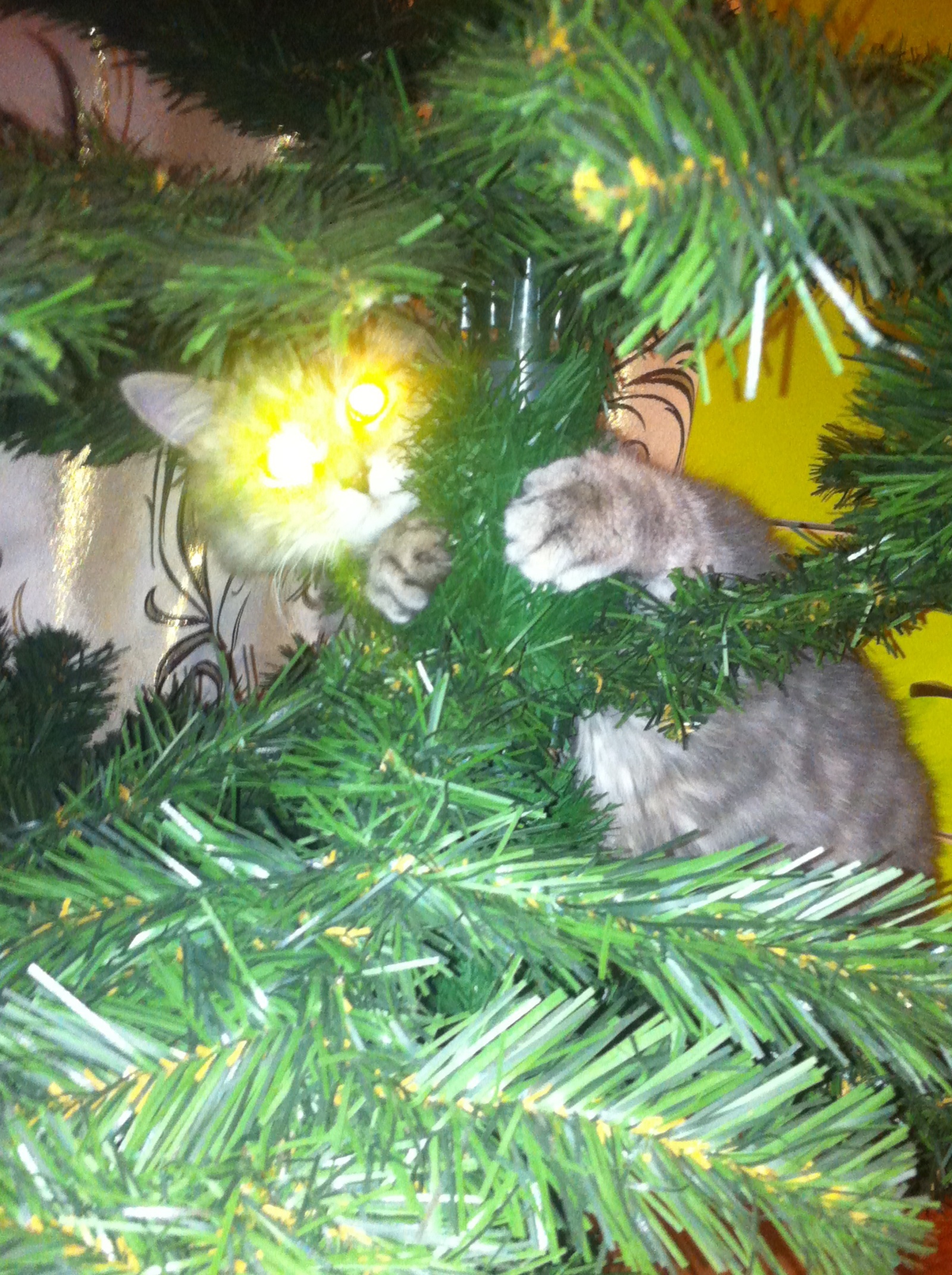 Farewell to the Christmas tree)) Hugs - My, cat, Christmas trees, Longpost