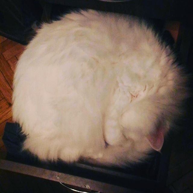 Kitty sleeps in a drawer :3 - My, Milota, cat, Saint Petersburg