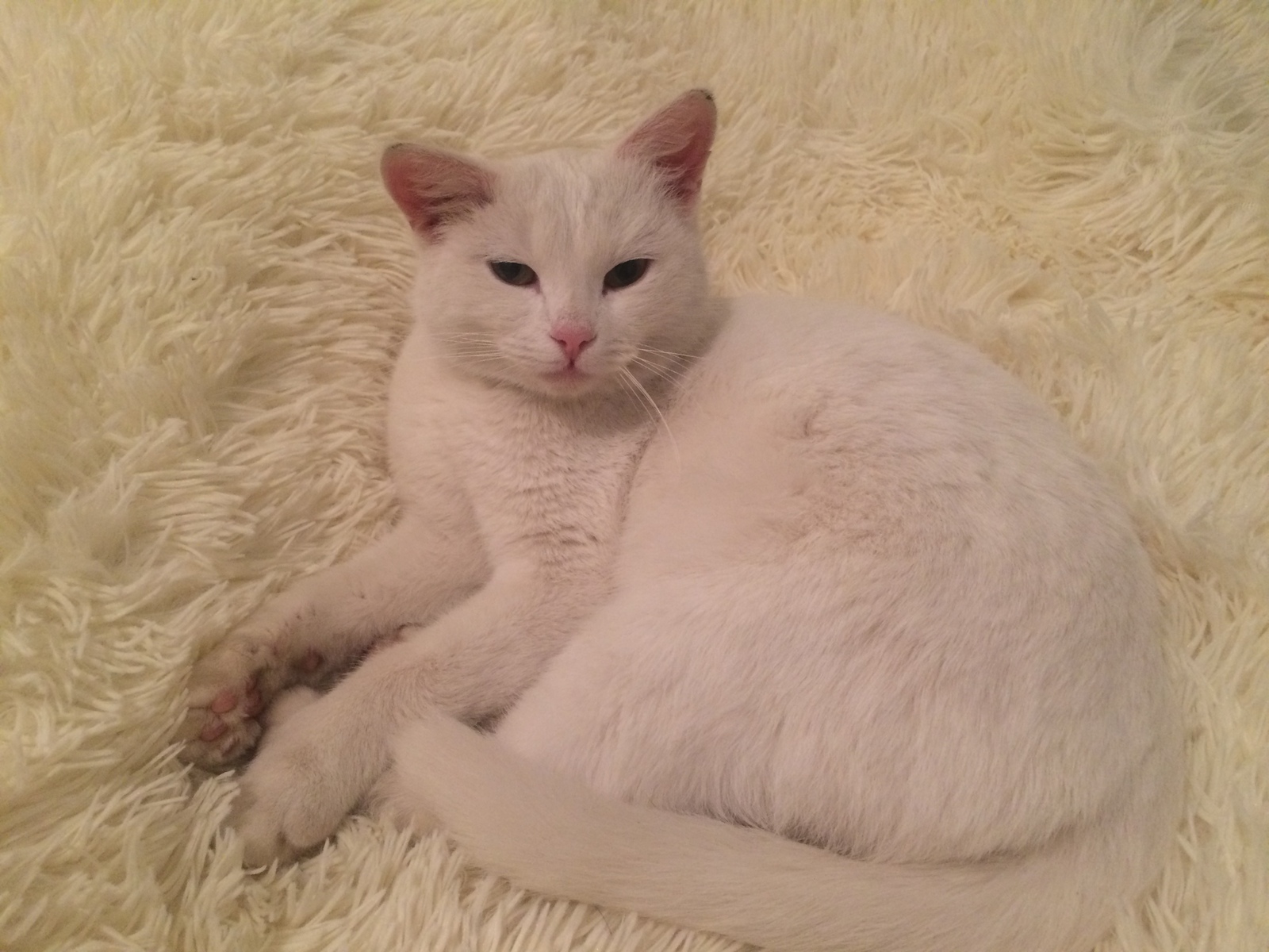 Cute white Mordaha - My, Lost, Homeless animals, In good hands