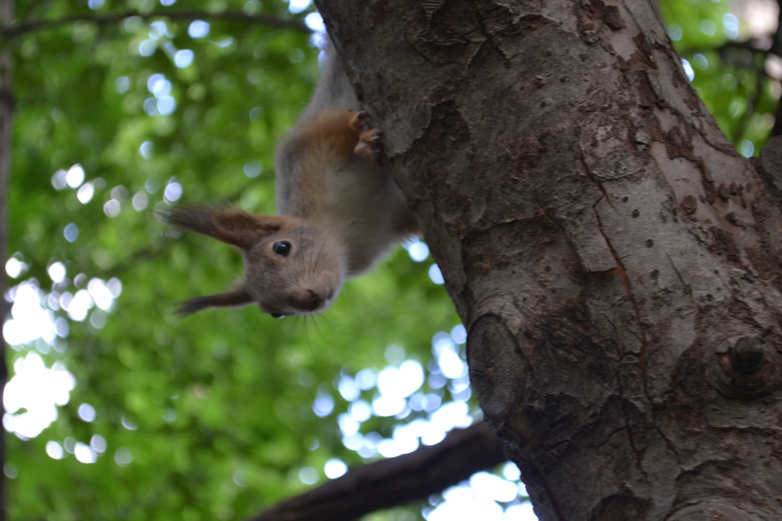 A few squirrels in a ribbon - My, Summer, Squirrel, Greenery, Photo, My, Longpost