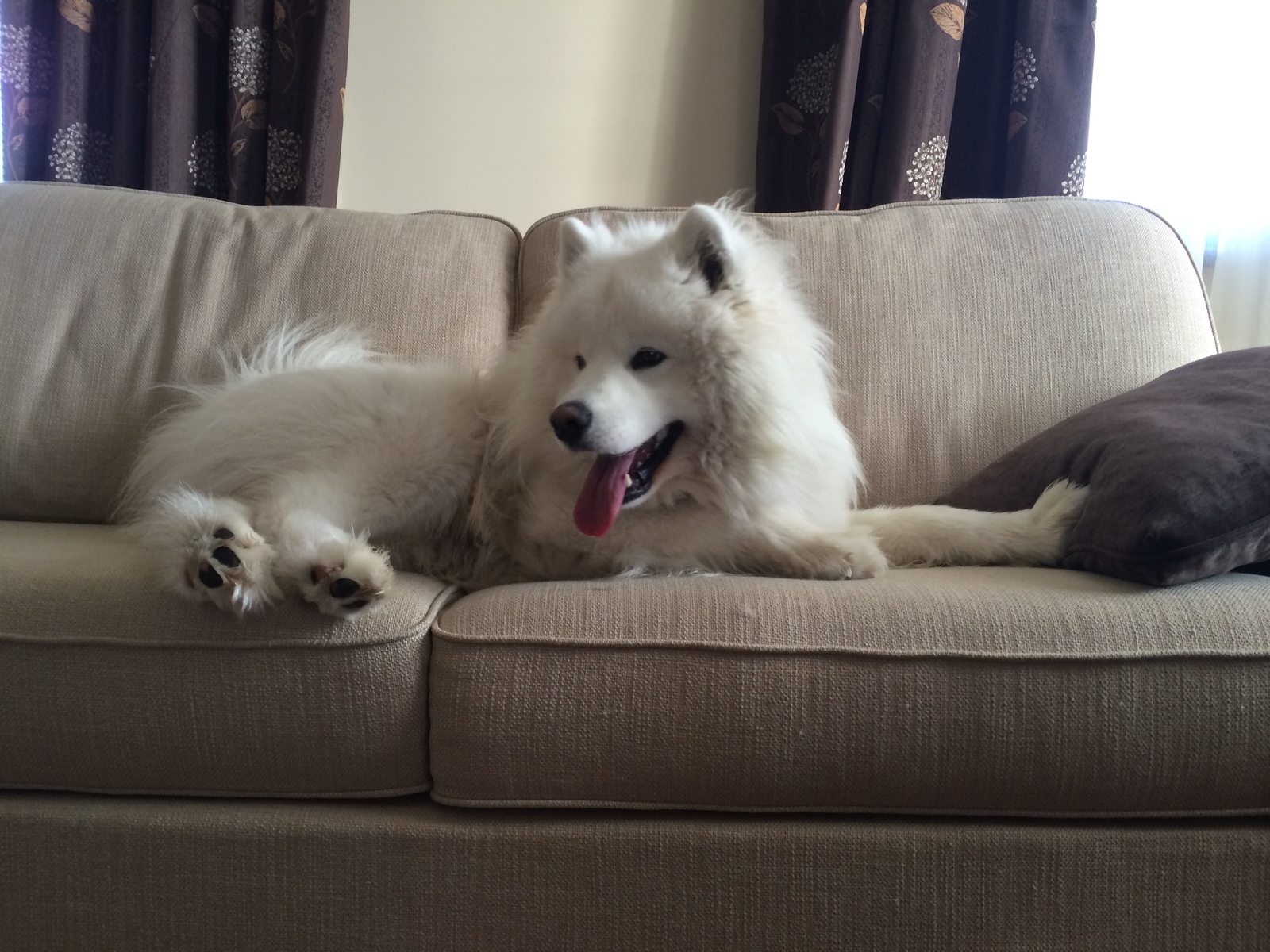 Samoyed Tosha - My, Smile, North, Dog, Samoyed, 