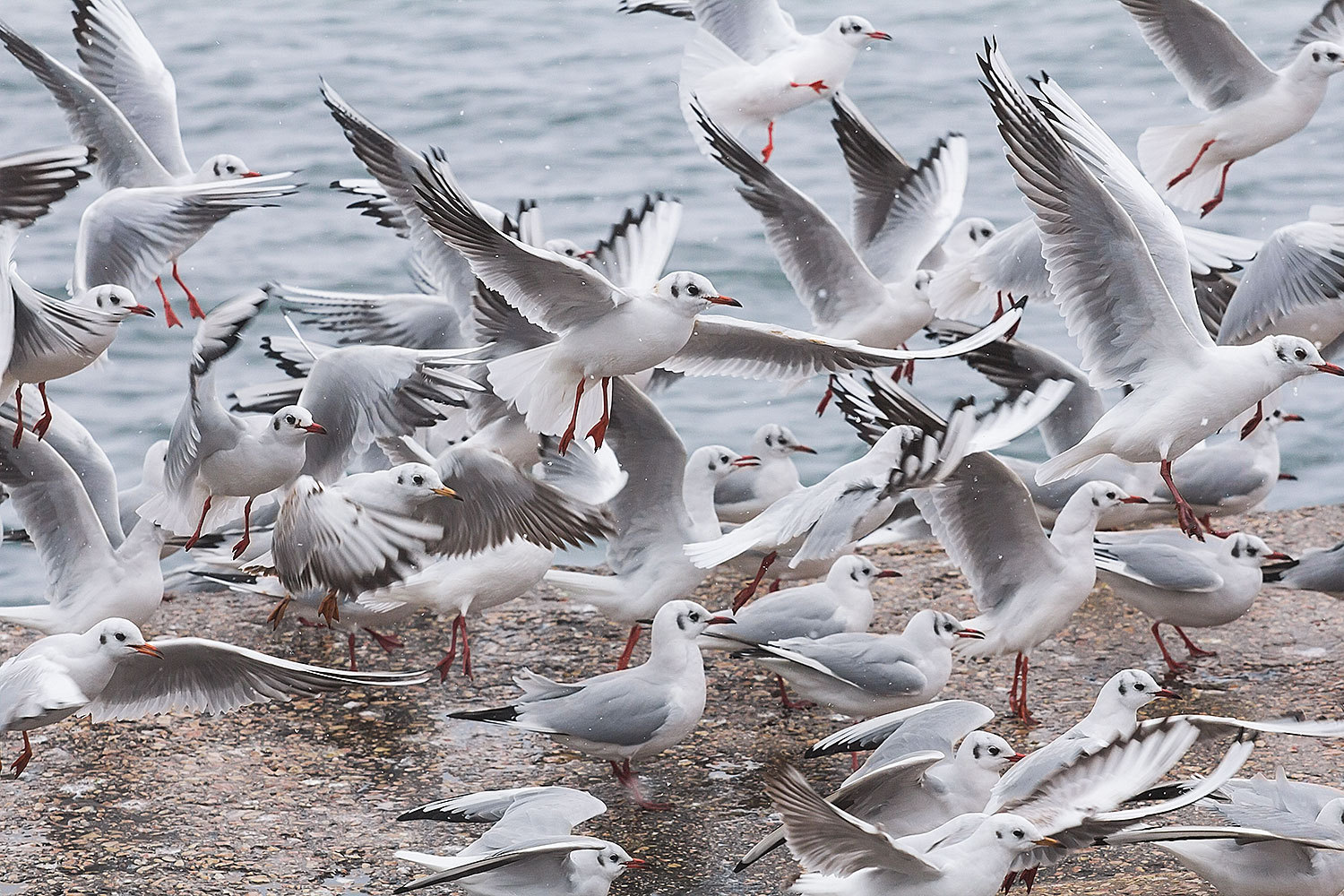 gulls - My, My, Photographer, Seagulls, Longpost