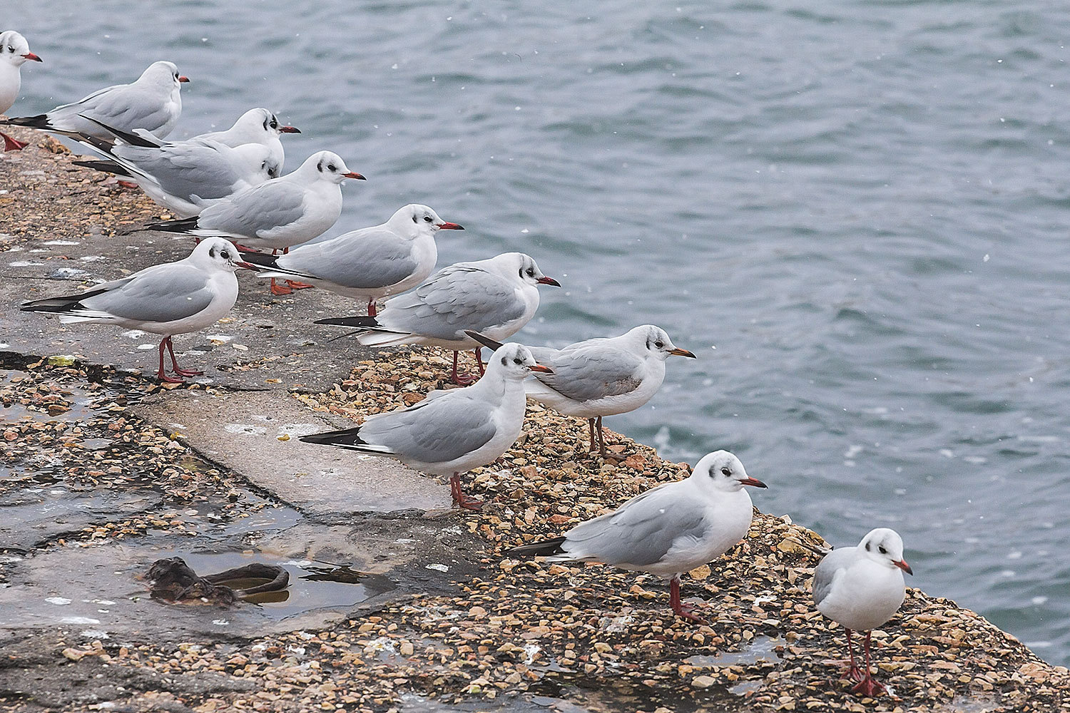 gulls - My, My, Photographer, Seagulls, Longpost