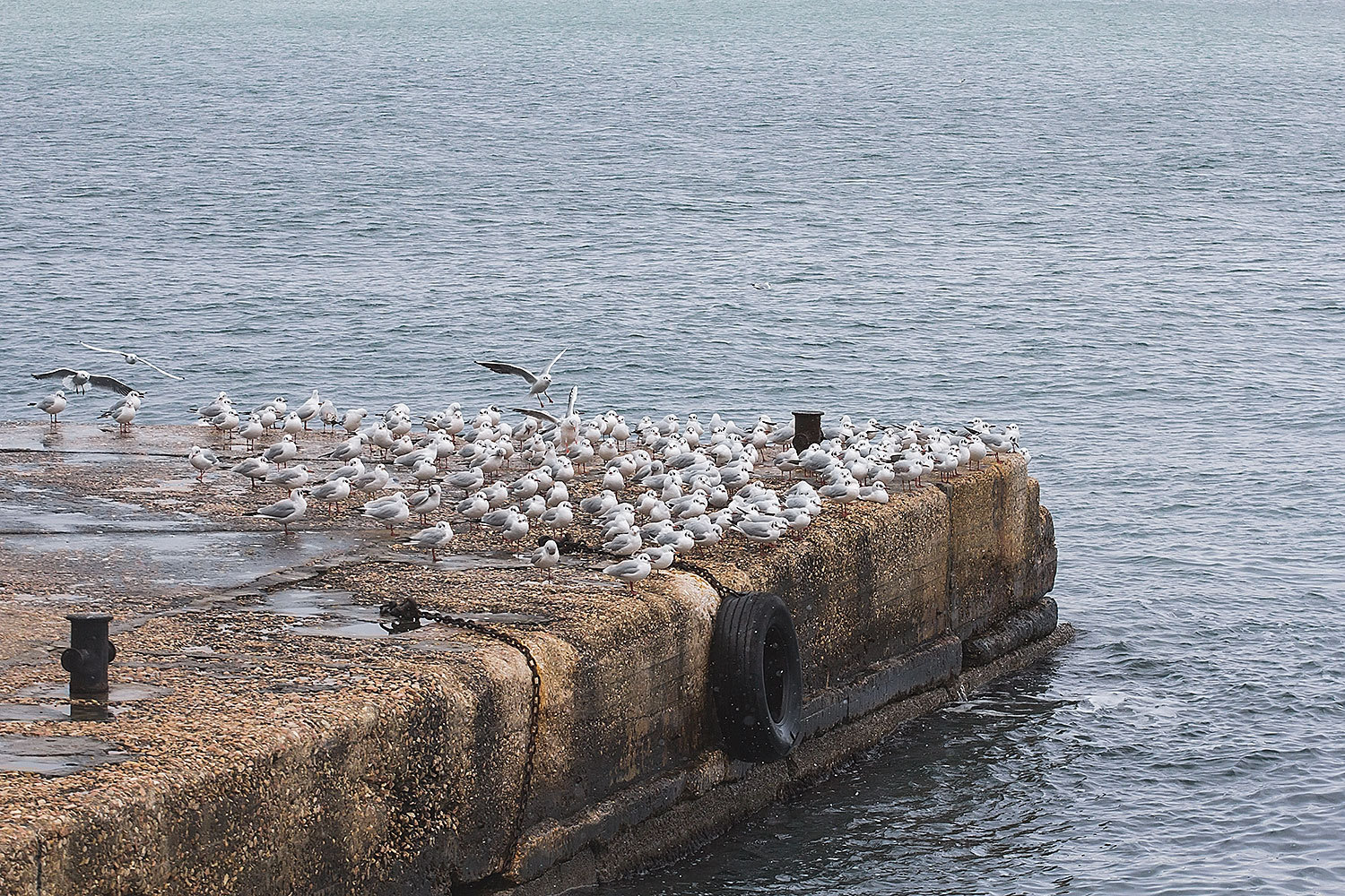 gulls - My, My, Photographer, Seagulls, Longpost