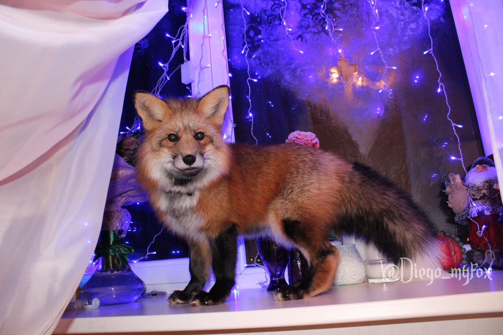 Good morning! - My, Fox, New Year, 