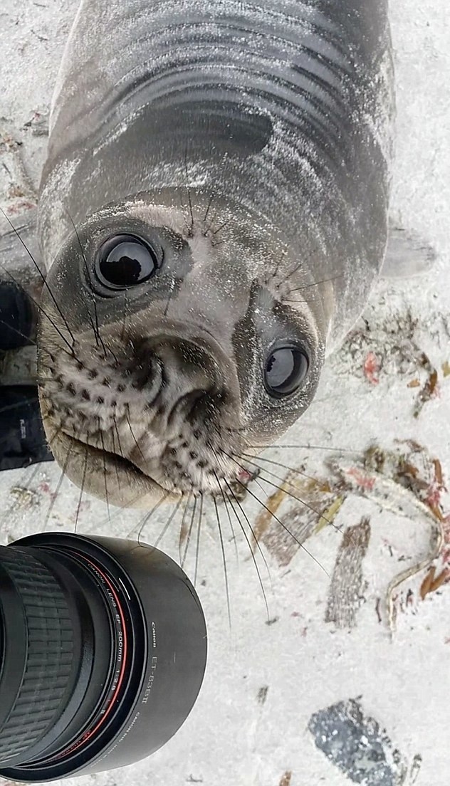 - Show pictures! - Photo, Animals, Eyes