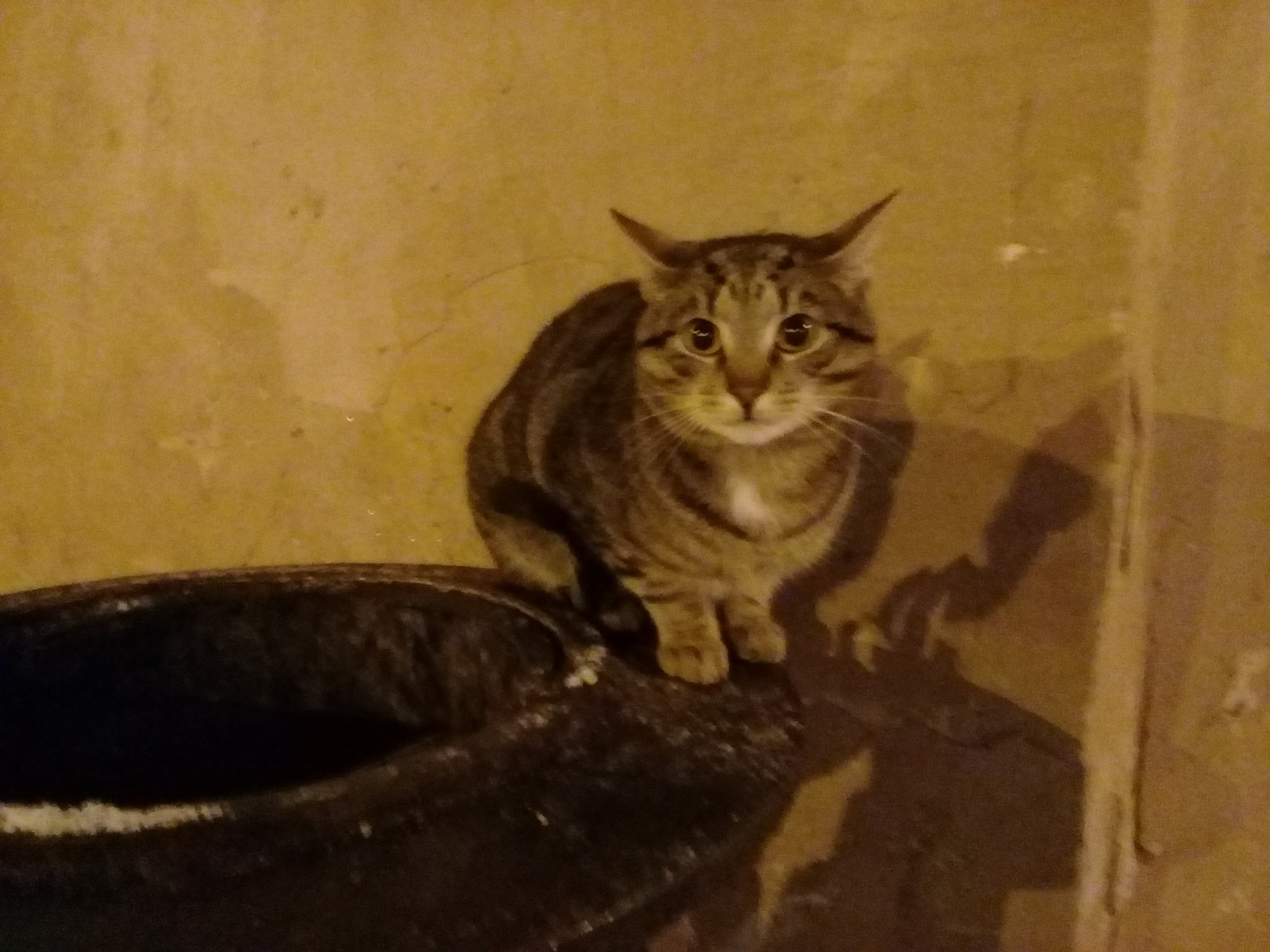 Cats on the street - My, Saint Petersburg, Help, cat, Longpost, , Helping animals