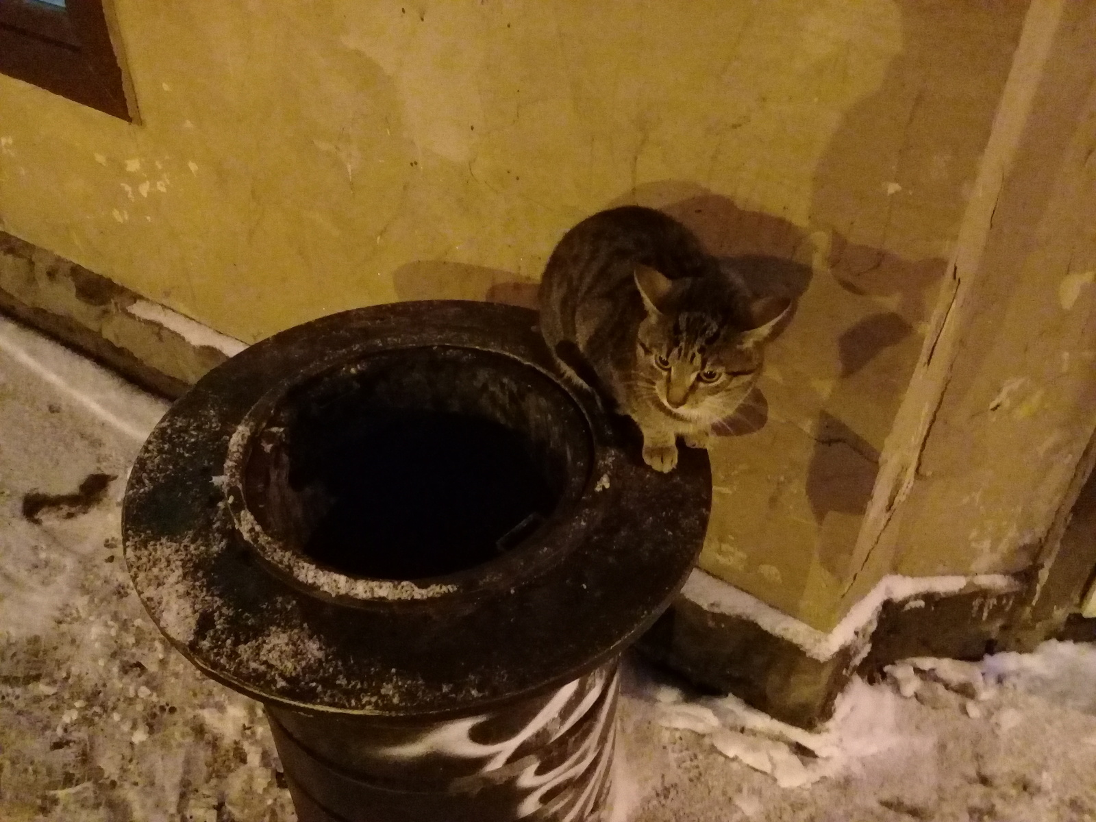 Cats on the street - My, Saint Petersburg, Help, cat, Longpost, , Helping animals