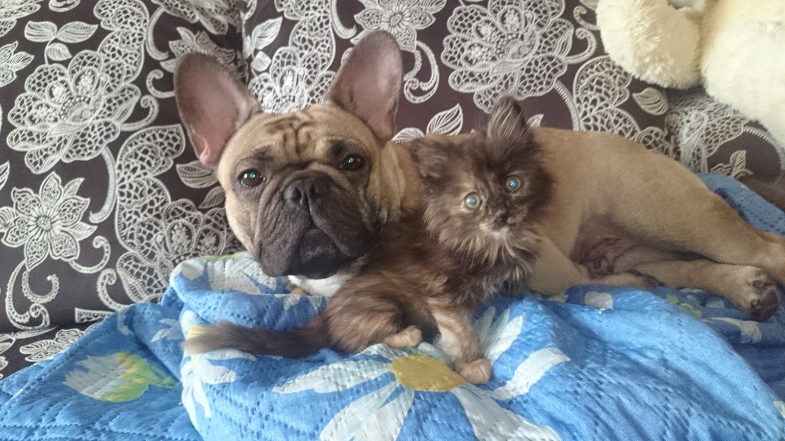 Like a cat with a dog ... - My, Cats and dogs together, French Bulldog, Friends, Pet, Dogs versus cats, Longpost, Pets