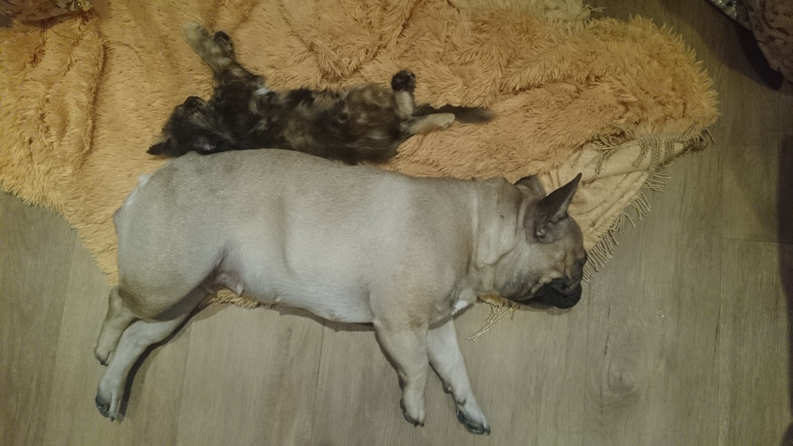 Like a cat with a dog ... - My, Cats and dogs together, French Bulldog, Friends, Pet, Dogs versus cats, Longpost, Pets