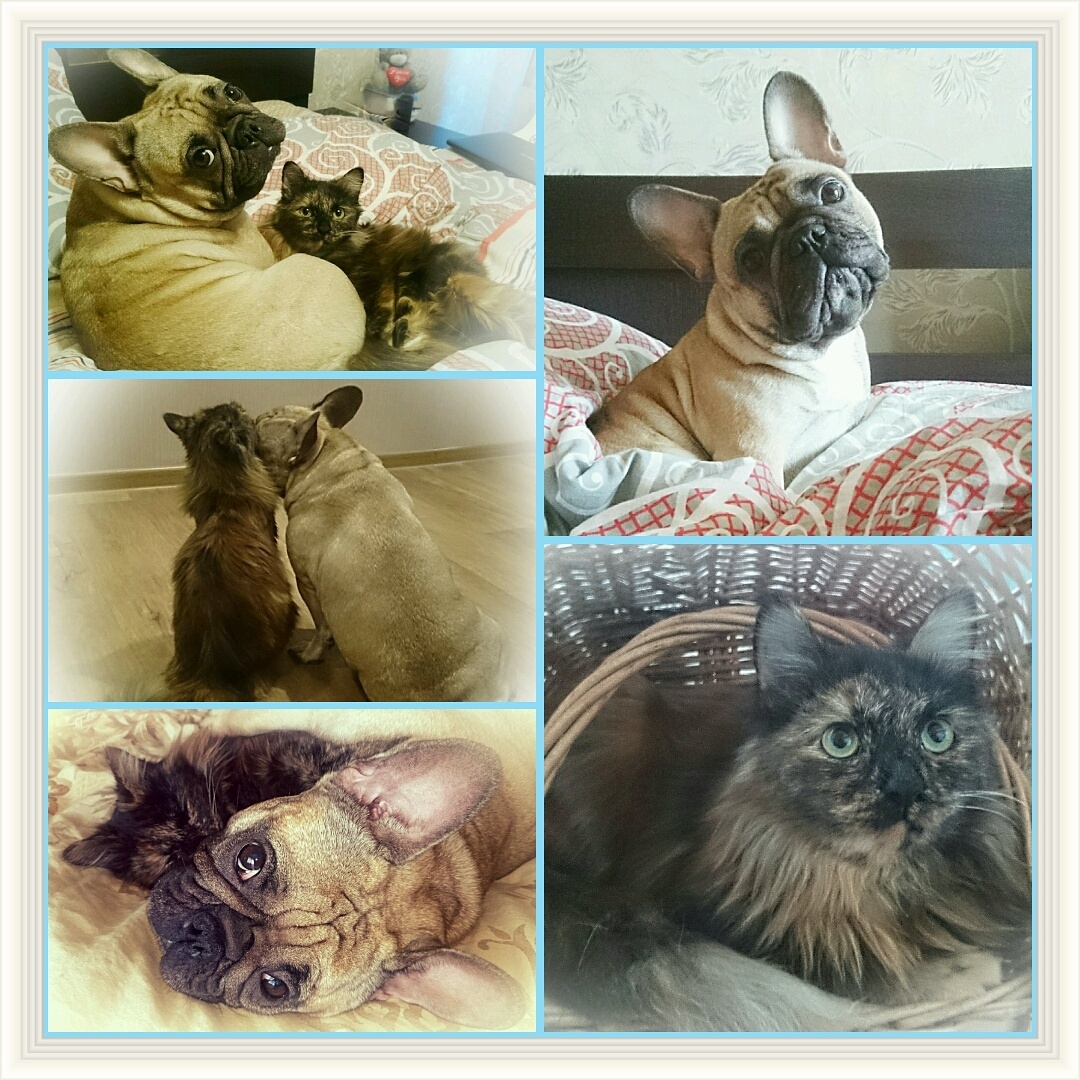 Like a cat with a dog ... - My, Cats and dogs together, French Bulldog, Friends, Pet, Dogs versus cats, Longpost, Pets