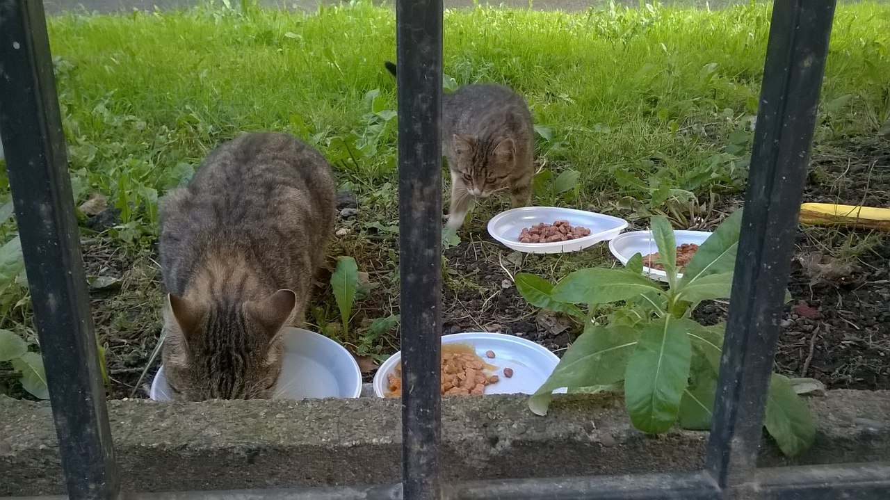 Cats on the street - My, Saint Petersburg, Help, cat, Longpost, , Helping animals