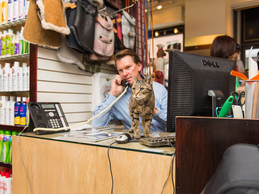 Cats in New York stores - cat, Score, New York, Books, Longpost