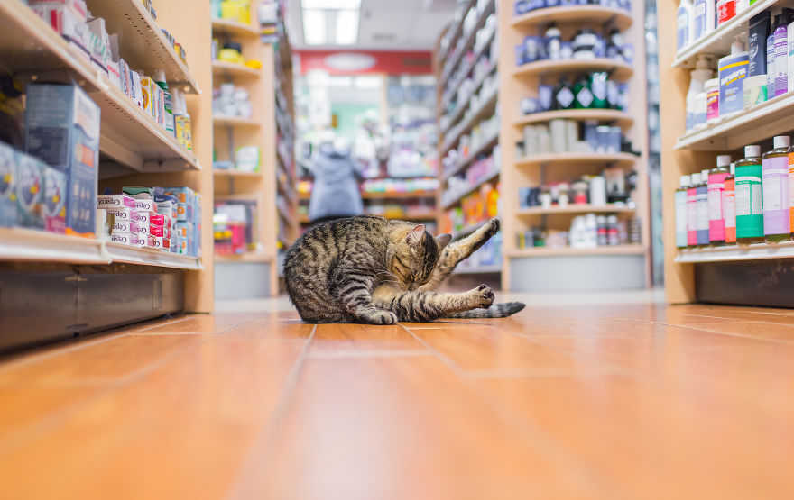 Cats in New York stores - cat, Score, New York, Books, Longpost