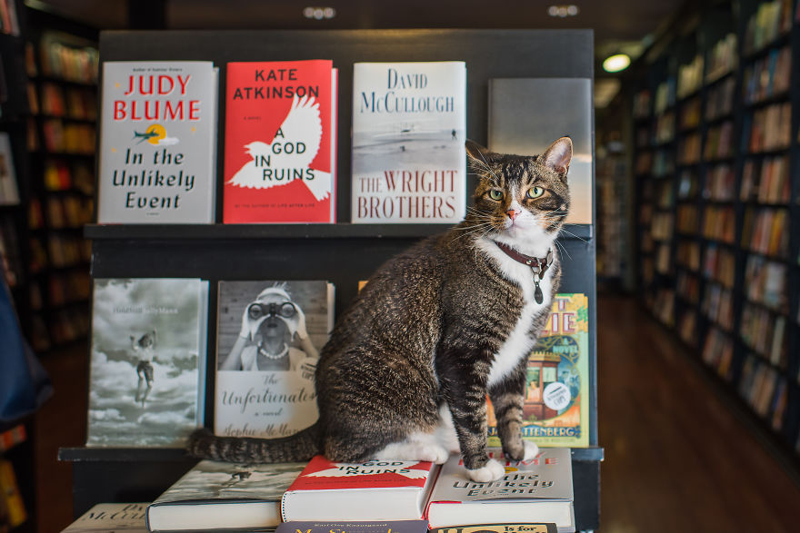 Cats in New York stores - cat, Score, New York, Books, Longpost