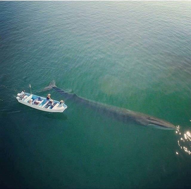 Came to say hello! - Sea, A boat, A fish, Whale