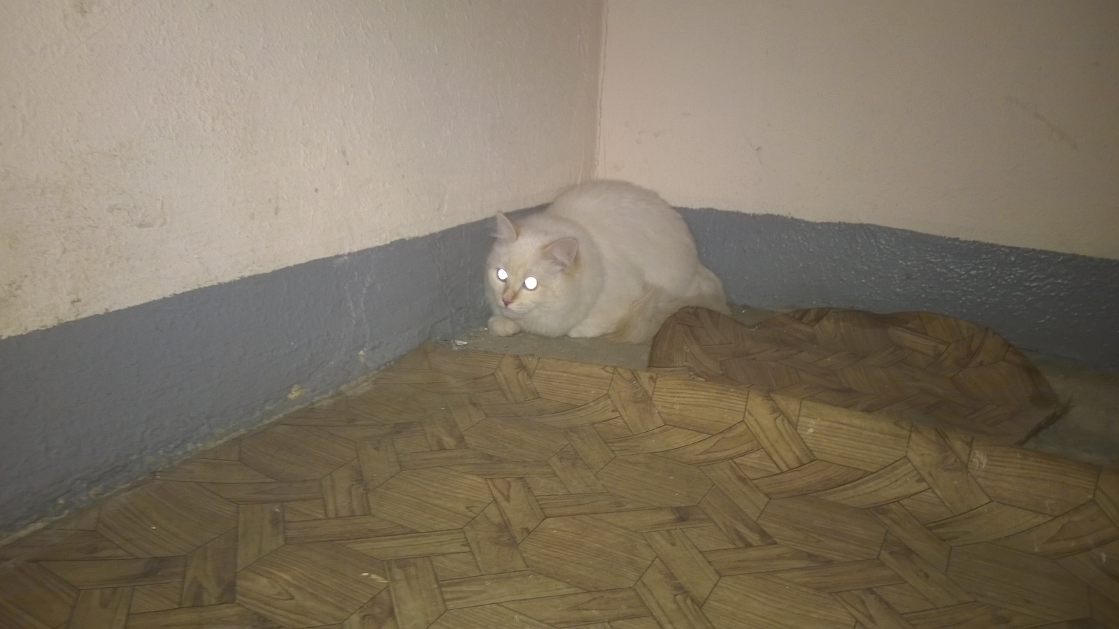 Found (tossed) a cat in Moscow (SVAO). I will give in good hands - My, cat, Found a cat, Moscow, In good hands, Longpost