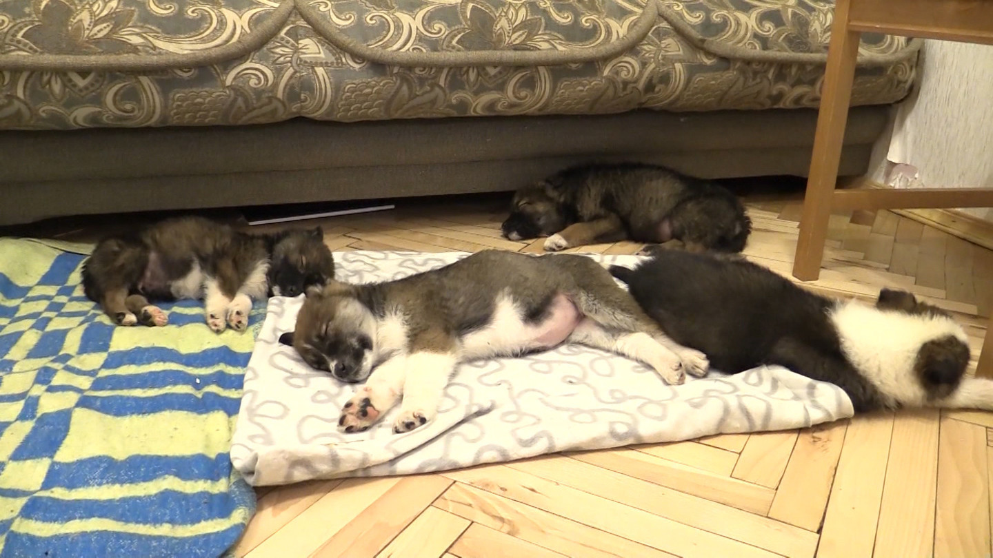 A family from St. Petersburg took home nine puppies that were freezing on the street - Puppies, Story, Saint Petersburg, Dog