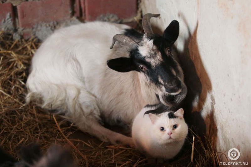 How a cat and a goat became friends =) - Goat, cat, Chelyabinsk, friendship, Longpost