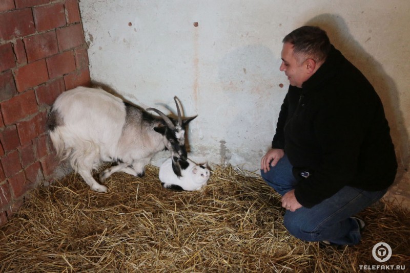 How a cat and a goat became friends =) - Goat, cat, Chelyabinsk, friendship, Longpost