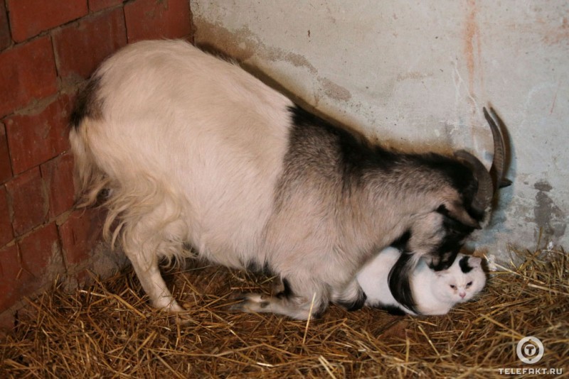 How a cat and a goat became friends =) - Goat, cat, Chelyabinsk, friendship, Longpost