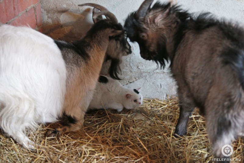 How a cat and a goat became friends =) - Goat, cat, Chelyabinsk, friendship, Longpost