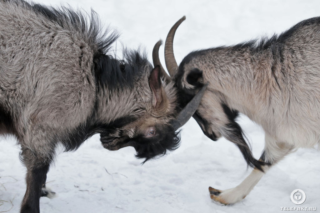 How a cat and a goat became friends =) - Goat, cat, Chelyabinsk, friendship, Longpost