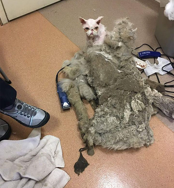 Veterinarians remove nearly 1.5 kilograms of fur from cat - cat, Wool, , , Longpost