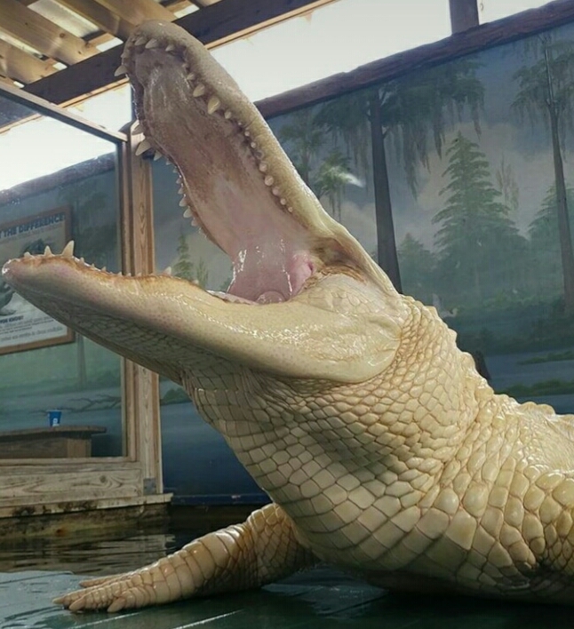 albino alligator - Alligator, Crocodile, Albino, Photo, Reptiles, Nyasha, Longpost, Crocodiles