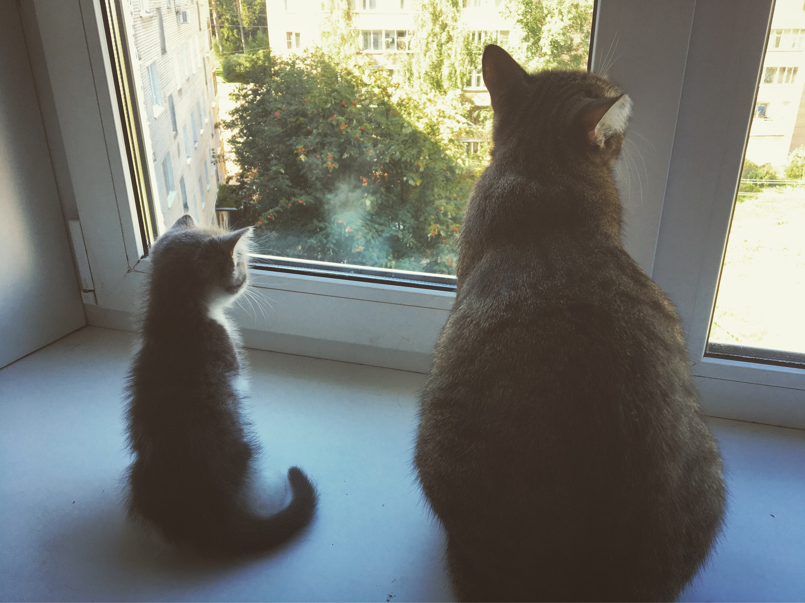 The story of my fellow - My, Cats and kittens, cat, , Longpost