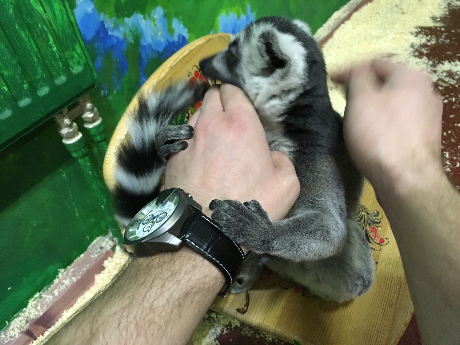 - Don't go, ##yad, moron... - My, Lemur, Aggressor