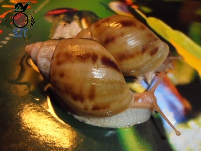 Heading Our animals. - My, Exotic animals, Informative, , Heading, Zoo, Hobby, Snail, Longpost