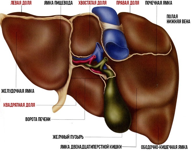 Печень - Моё, Печень, Анатомия, Медицина, Длиннопост