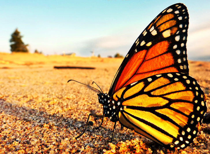 Just about... (Danaid-Monarch) - My, Photo, , Monarchy, Monarch, Butterfly, Chrysalis, Macro, Longpost, Macro photography