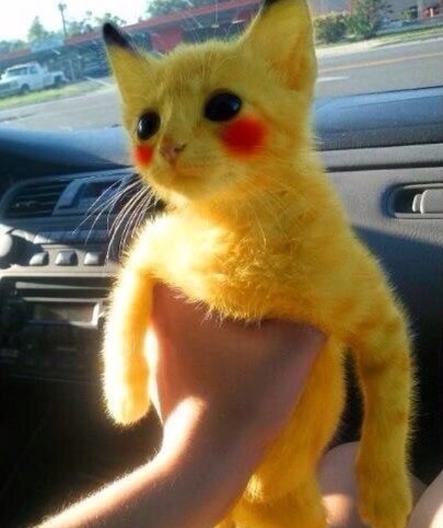 Kotochu (found on Instagram) - Pokemon, cat