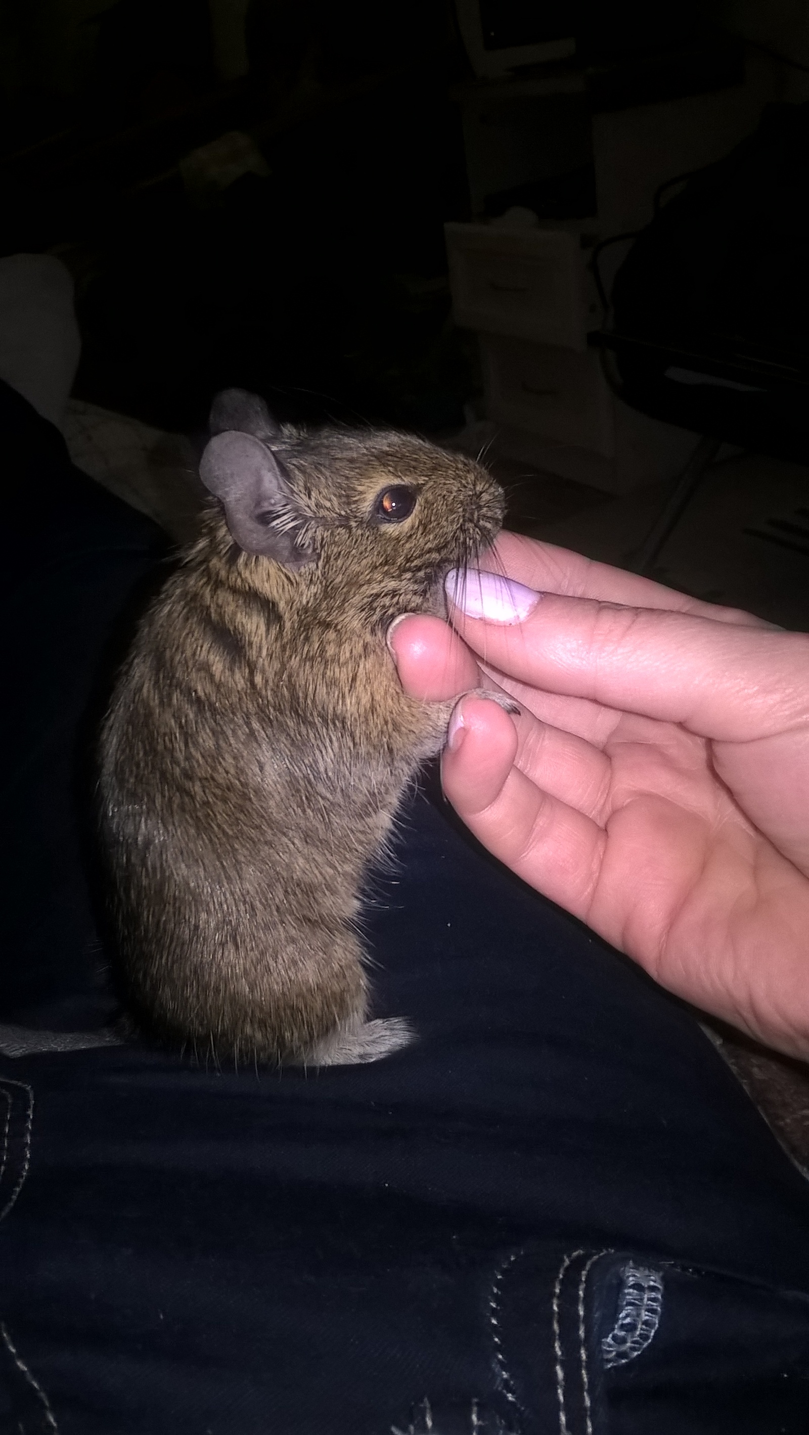 My miracle(s). - My, Degu, Pets, Longpost