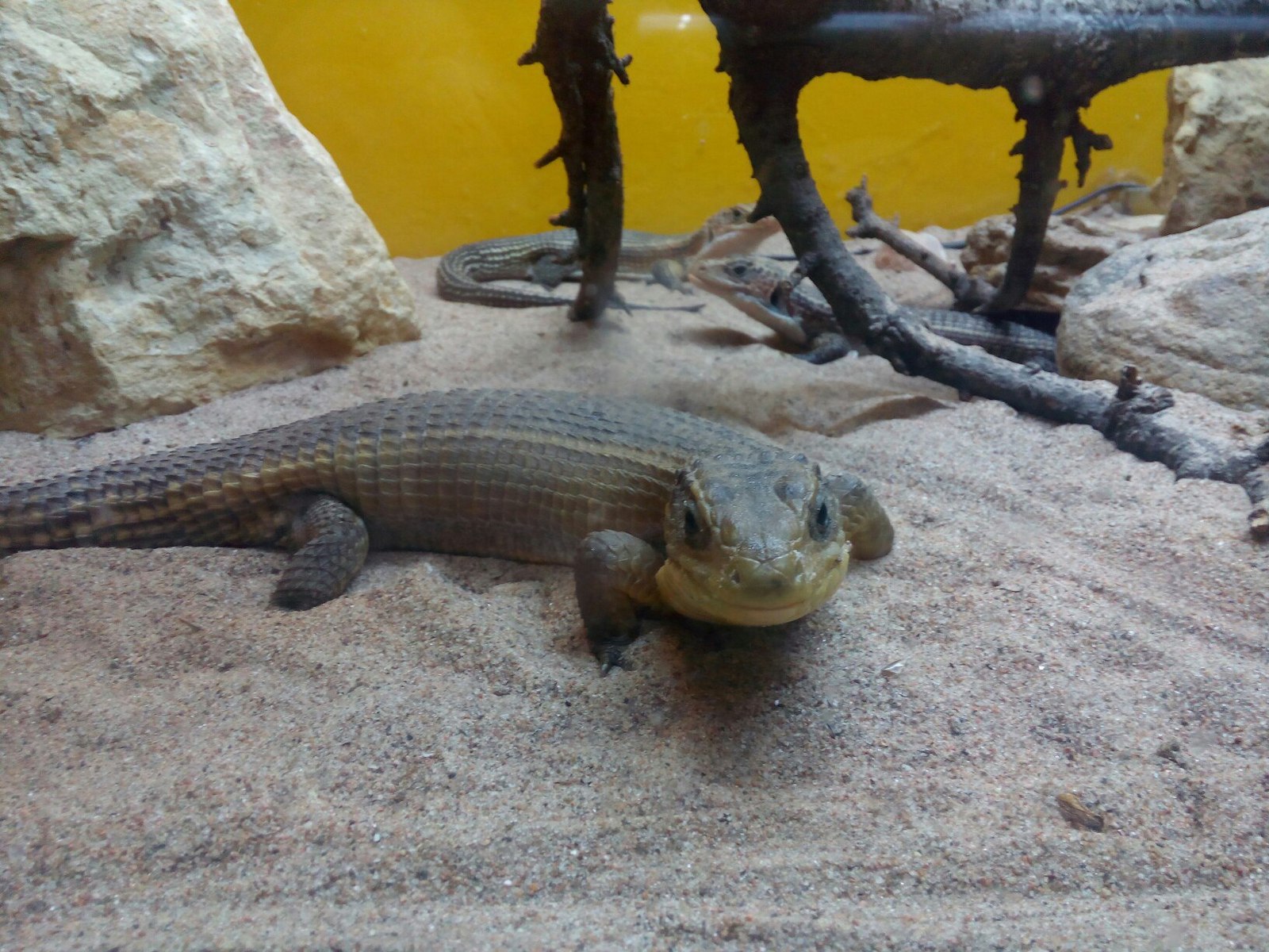 Reptiles of the St. Petersburg Exotarium. - My, Leningrad Zoo, Lizard, , 