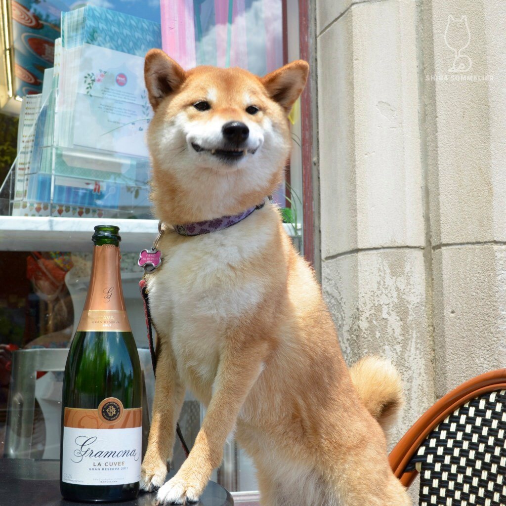 Friday - , Dog, Friday, Smile, Shiba Inu