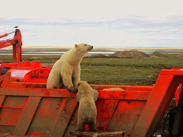 Customs of the Far North - Varandey, Polar bear, Drilling, Far North